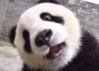 一张熊猫表情:这是在说什么,怎么一个字都听不懂
